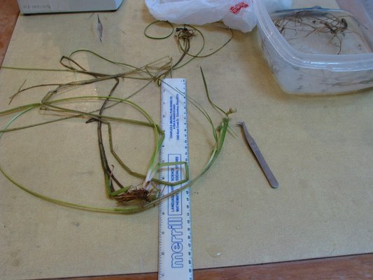 SITE22 narrow-leaf BURREED flowering